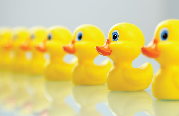 HeroPromo_Mobile_Ducks Morrie Baillie Notary Public